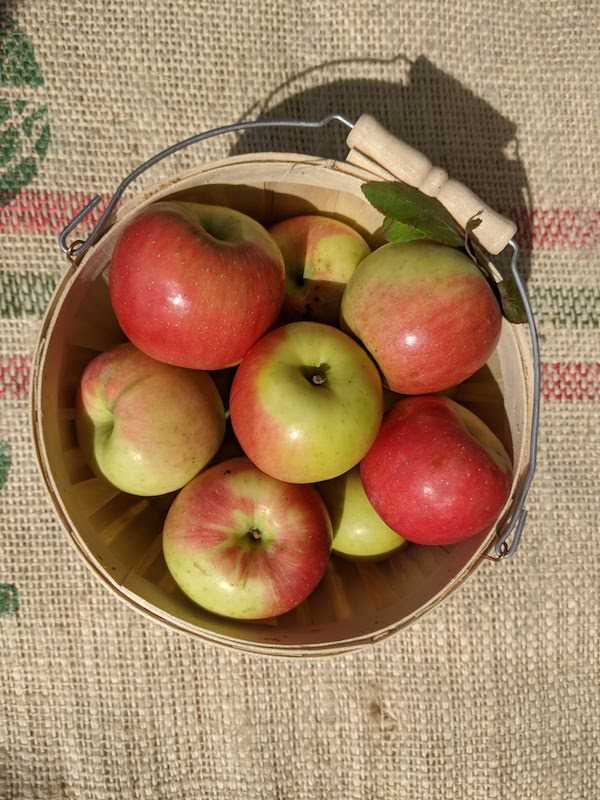 Local apples